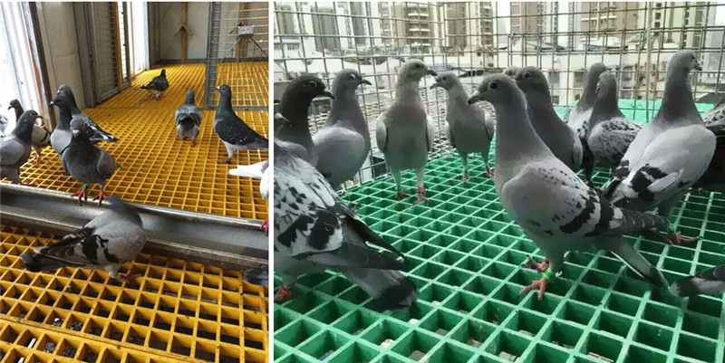 養(yǎng)殖場玻璃鋼格柵解決方案(圖1) 養(yǎng)殖場玻璃鋼格柵解決方案(圖1)