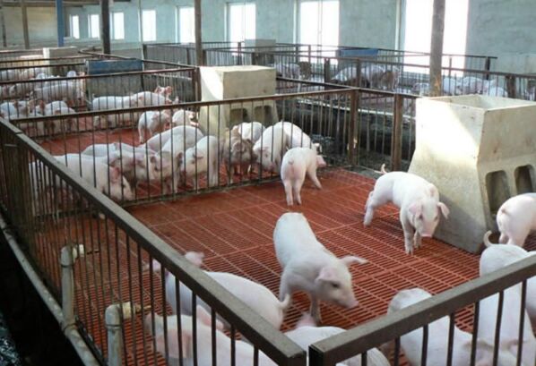 養(yǎng)殖場玻璃鋼格柵解決方案(圖2) 養(yǎng)殖場玻璃鋼格柵解決方案(圖2)